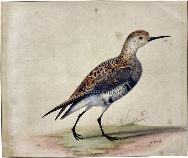 Pieter Withoos (Amersfoort 1655 - 1692 Amsterdam), A Dunlin (Calidris alpina)