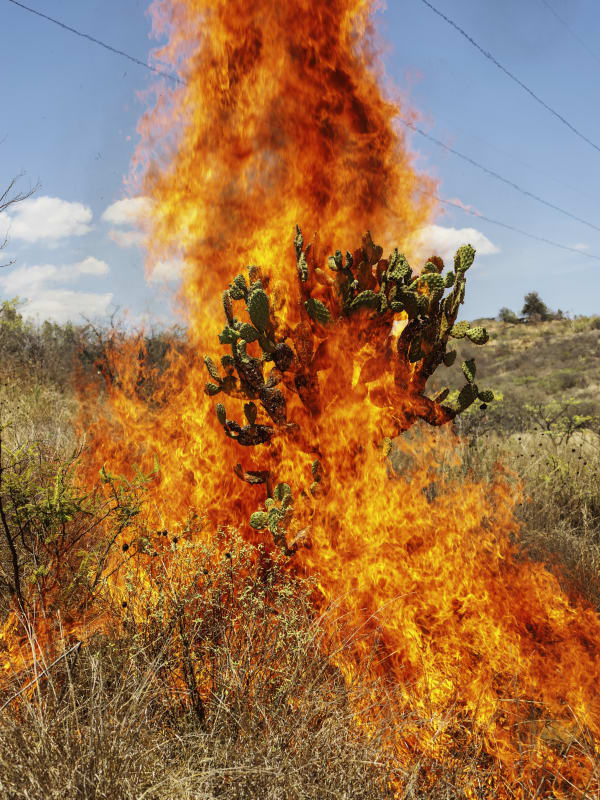 Burning Bush, Oaxaca de Juárez