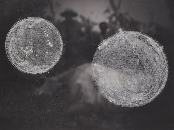 WHITENESS ETHNOGRAPHY [rhino dead]