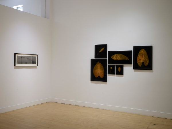 Installation view of Blaze Across the Firmament, September 10 - November 6, 2021 at Haines Gallery, San Francisco Photo: Robert Divers Herrick