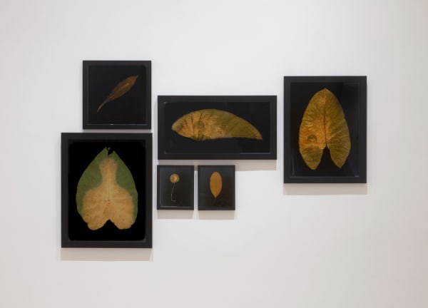 Installation view of Blaze Across the Firmament, September 10 - November 6, 2021 at Haines Gallery, San Francisco Photo: Robert Divers Herrick