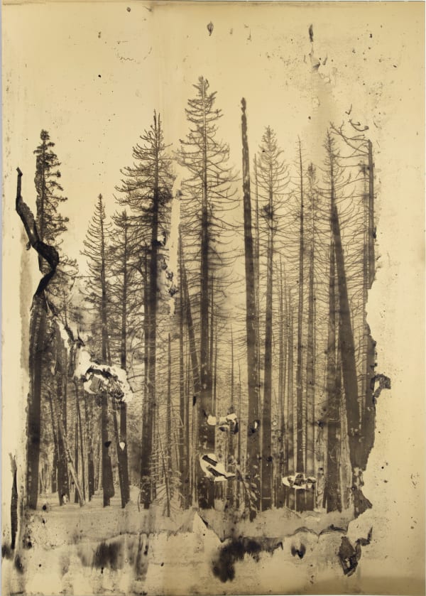 Matthew Brandt Ponderosa CA Sequoia b, 2021-2022 Ashes and cinder collected from KNP Fire on gold anodized aluminum, carbon print 45.5 x 34.5 inches