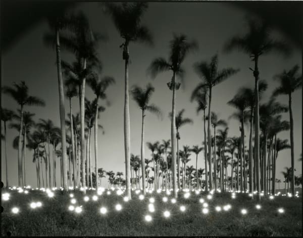 Tokihiro Sato #356 Palm, 1997 Black and white transparency over lightbox Lightbox: 22 x 26 inches