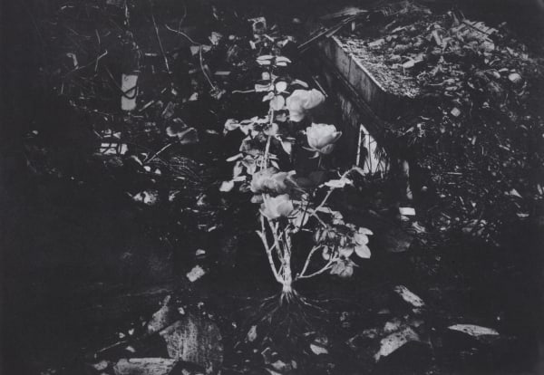 The Rose that Grew in the Wasteland