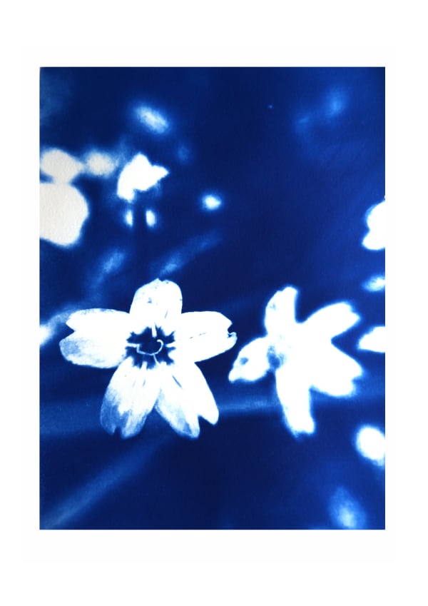 Siberian Purslane