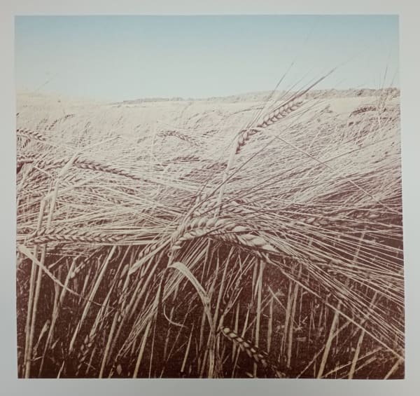 Harvest Festival: Spring Barley