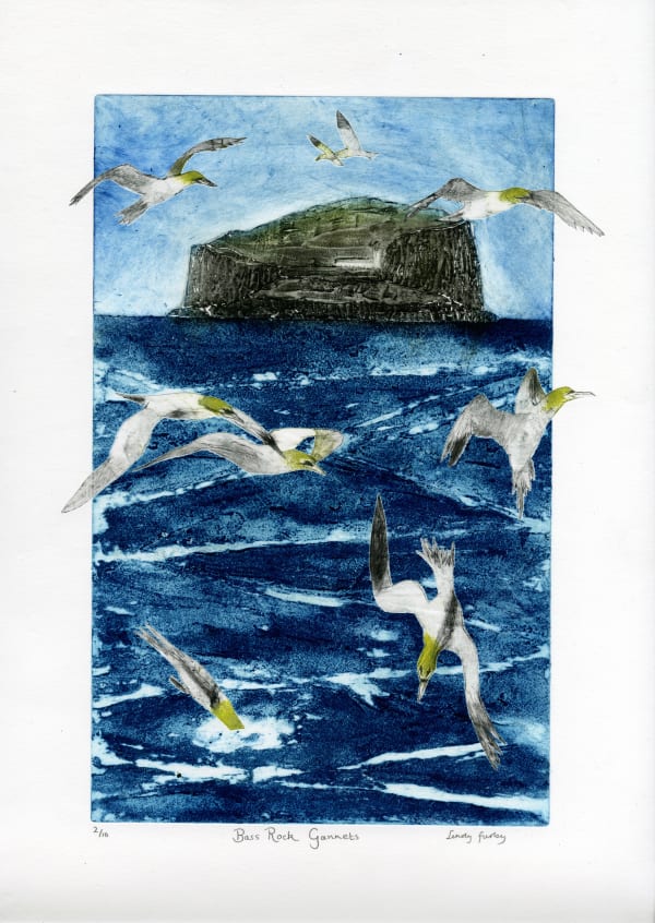 Bass Rock Gannets