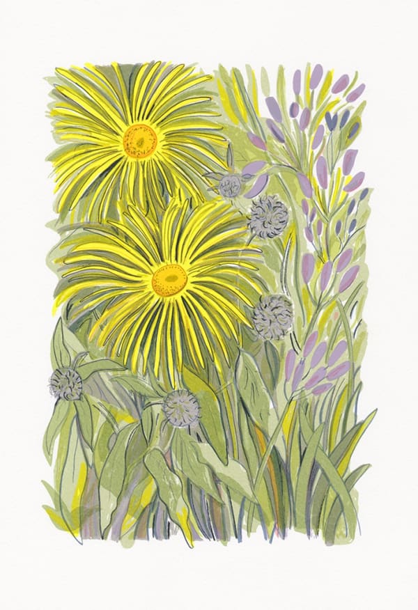 Inula