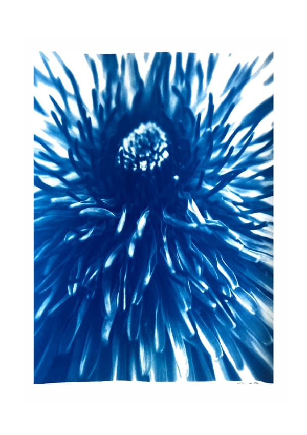 Dandelion Flower