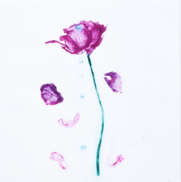 Rose of Tears