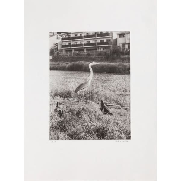 Heron by The Kamo River, Kyoto