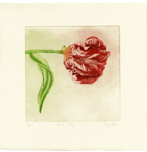 Parrot Tulip
