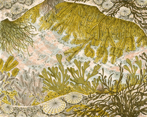 Rock Pool