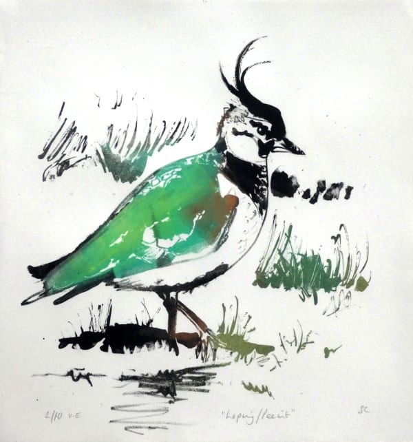Lapwing/Peewit