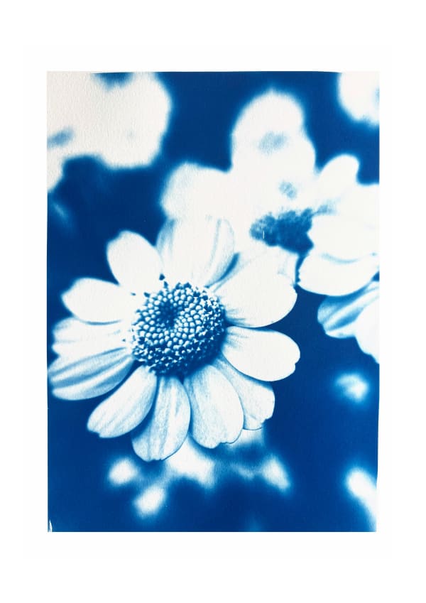 Feverfew Flowers
