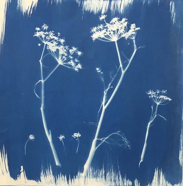 Feanail (Fennel)