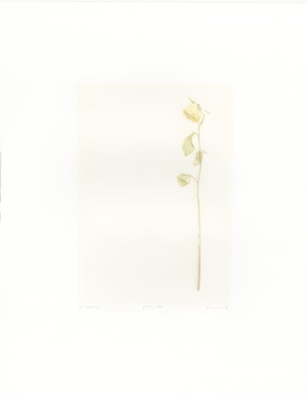 Yellow Rose