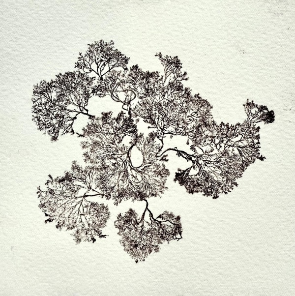 Alison Grant - Held Between the Ocean and the Sky, 2025