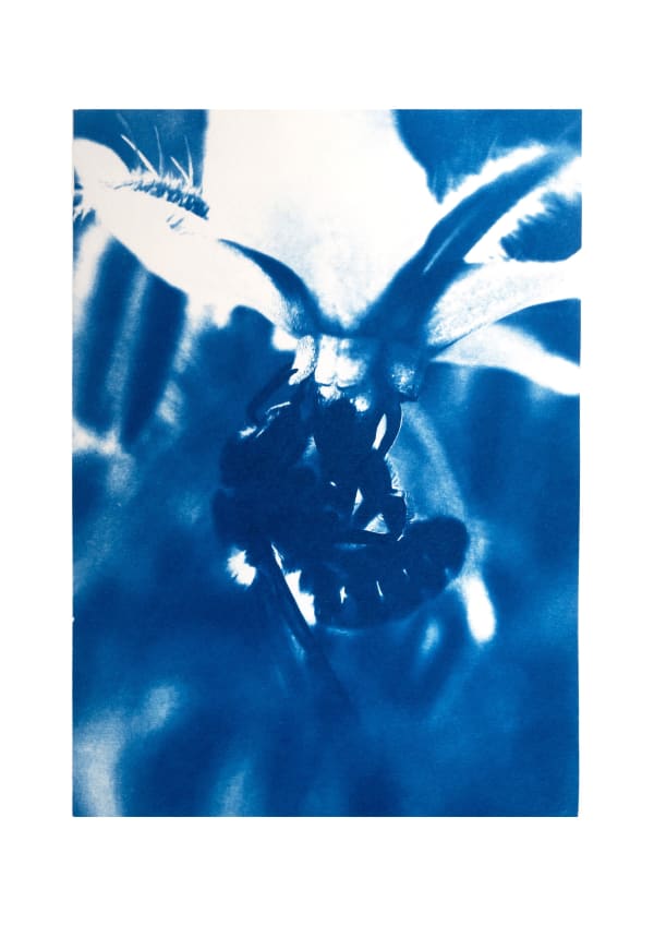 Eleanor Buffam - Bee on Borage Flower V.1, 2025