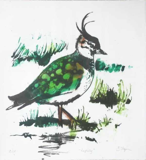 Lapwing