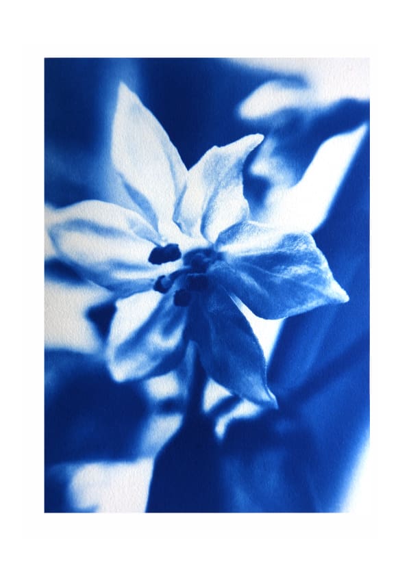 Chili Flower