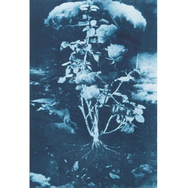 Cloud Rose