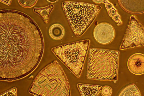 Detail of a scan of microscopic sea lifeforms by Sonia Mehra Chawla