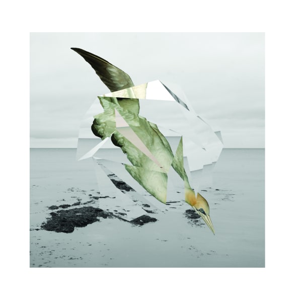 Wendy McMurdo, Nature Study (Gannet) ii