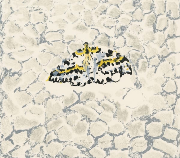 Magpie Moth, 2014