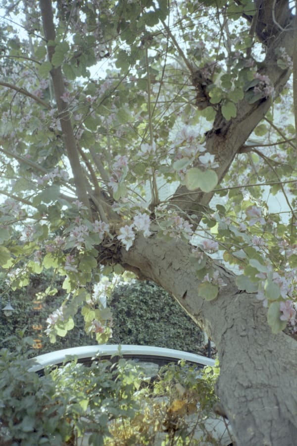 Dania Hany, Gentle Practices to Unfold, 2019