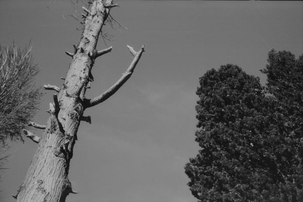 Dania Hany, Elijah’s Basin II, 2017