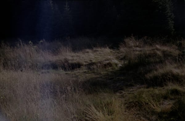 Dania Hany, On Grassy Slopes, in Rocky Places, 2020