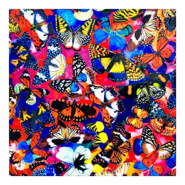 Tetsutaro Kamatani artwork of colorful butterflies.