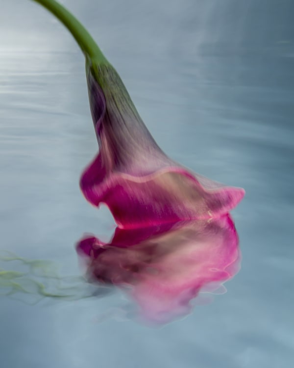 Barbara Cole photo of a flower above water and the flower's reflection in the water.