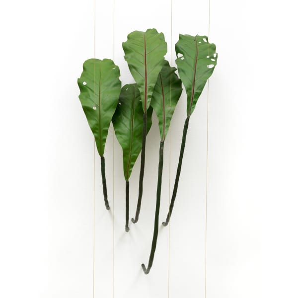 Tania Pérez Córdova, Asplenium Nidus (40% chance of rain), 2022