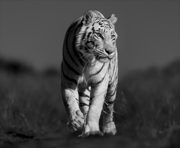 Lars Beusker, White Tiger, 2023