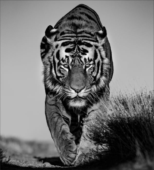 Lars Beusker, Shere Khan, 2020