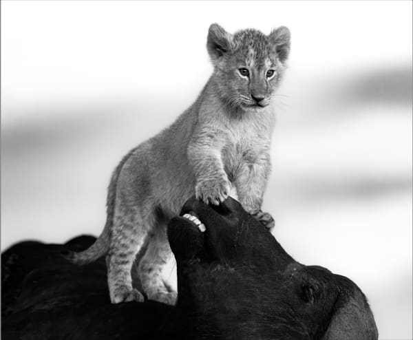 Lars Beusker, Gotcha!, 2022