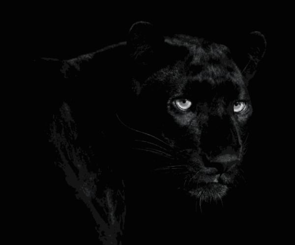 Lars Beusker, Bagheera , 2021