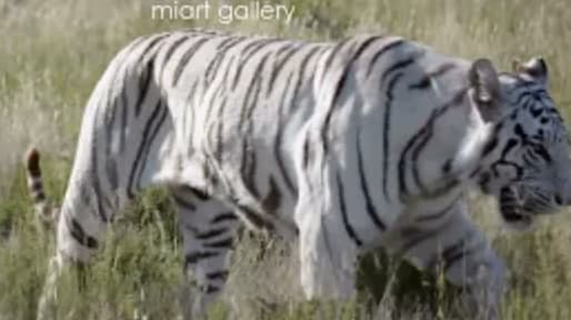 Lars Beusker, Eye of the Tiger