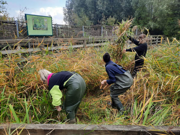 Blog 4: Final Thoughts