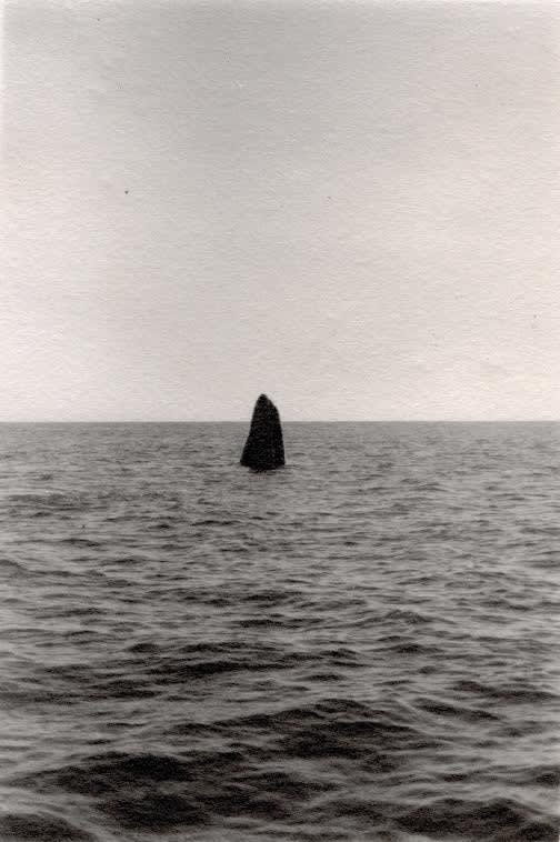 EMILE KEES Whales In The Pink Morning Analogue photograph hand printed on fibre-based multigrade paper 300gsm 1/5 12.7 x 17.8cm (without frame) 40x30cm (with frame) £330.00