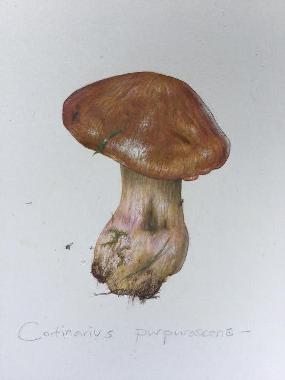 JOHN HOLLAND Cortinarious purpurascens 43 x 43 cm watercolour £400