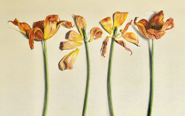 Lillias August 'THE TULIPS ARE OVER' Watercolour 37 x 58 cm £1200