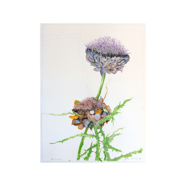 John Corley, Artichokes, 2025