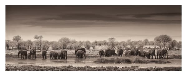 Fran Martí "Thirst in chobe" - 2013 - Botswana - Mineral pigments on Hahnemühle Photo Rag 308gr paper - Cromogenic print - Original signed