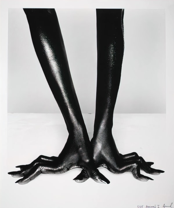 Miquel ARNAL - SERIE ANIMAL - « Animal I » - Limited edition (25) - 60cm H x 50cm W - Baryta paper - Framed