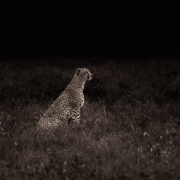 Fran Martí - "Attentive" - 2016 - Tanzania - Mineral pigments on Hahnemühle Photo Rag 308gr paper - Cromogenic print
