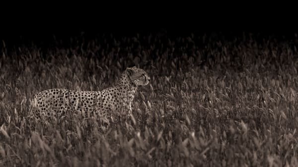 Fran Martí - "Focus" - 2016 - Tanzania - Mineral pigments on Hahnemühle Photo Rag 308gr paper - Cromogenic print - Original signed