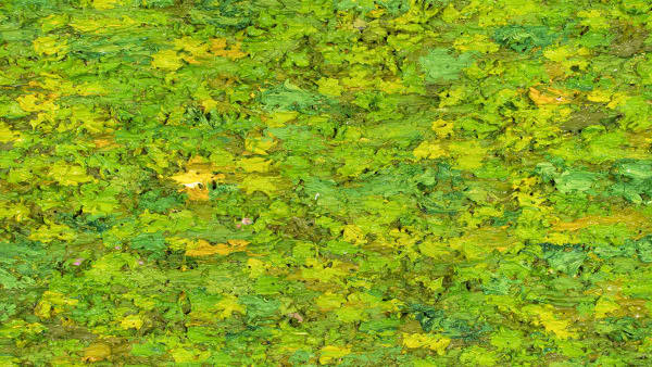 Joanne Kent - Deep Thoughts, 2002